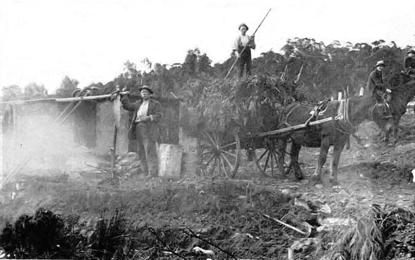 Willliam Guest's eucalyptus oil 'still' at Nerrigundah