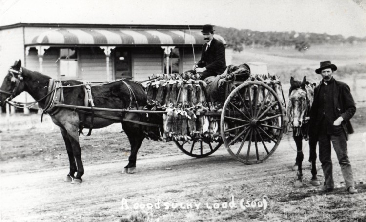 Blackberries: As ruthless as a German – news from March,&nbsp;1915