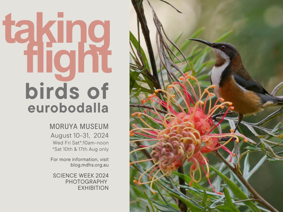 Taking Flight – Birds of&nbsp;Eurobodalla
